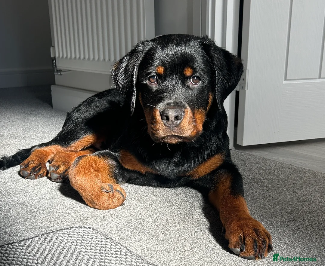 Rottweiler dogs for sale: 6 month old male rottweiler  - Advert 1