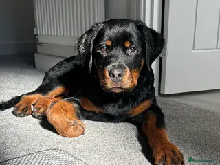 Rottweiler dogs 6 month old male rottweiler - Advert 8