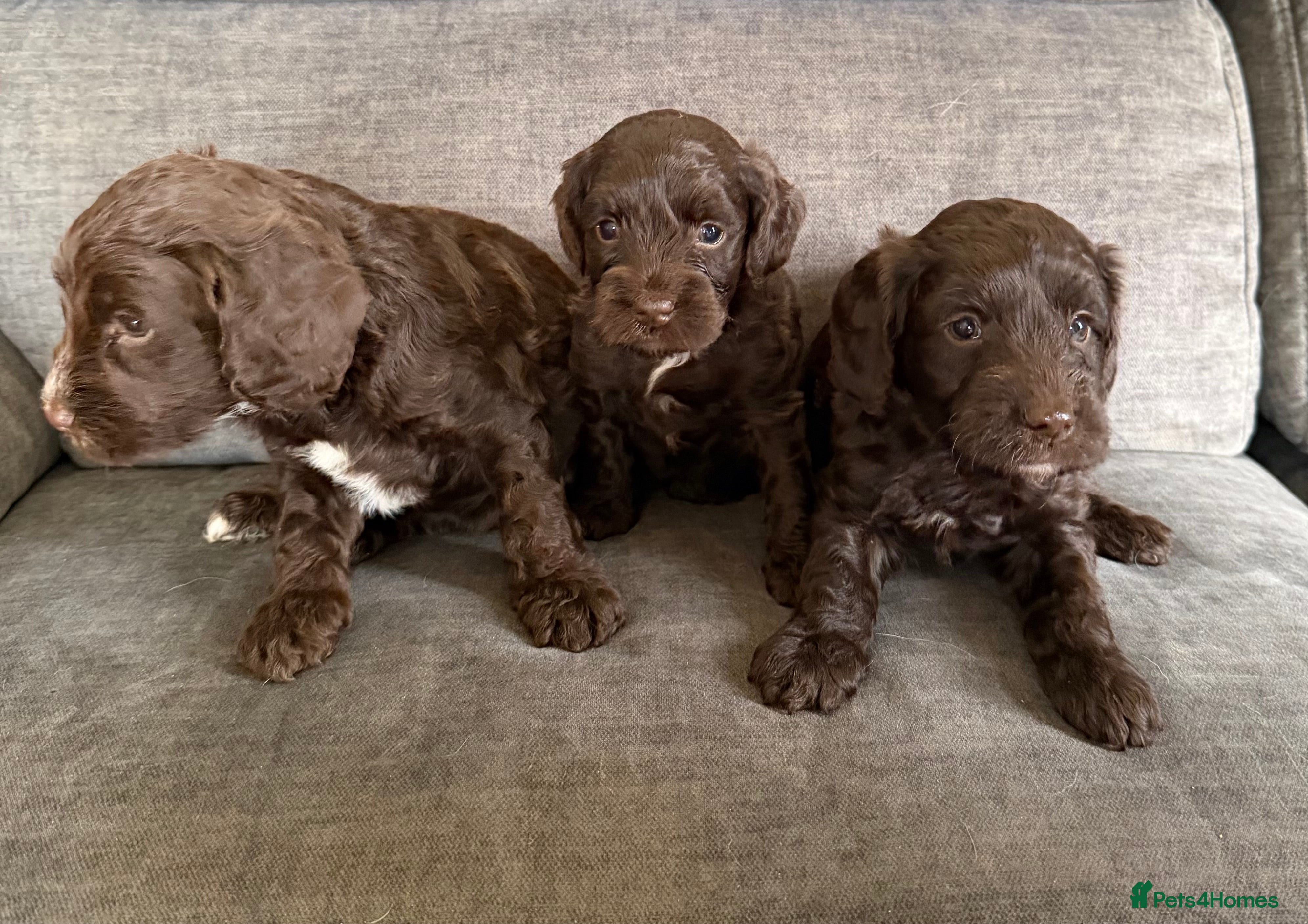 Cockapoo dogs Cockapoo F1 puppies - Advert 11