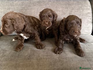 Cockapoo dogs Cockapoo F1 puppies - Advert 11