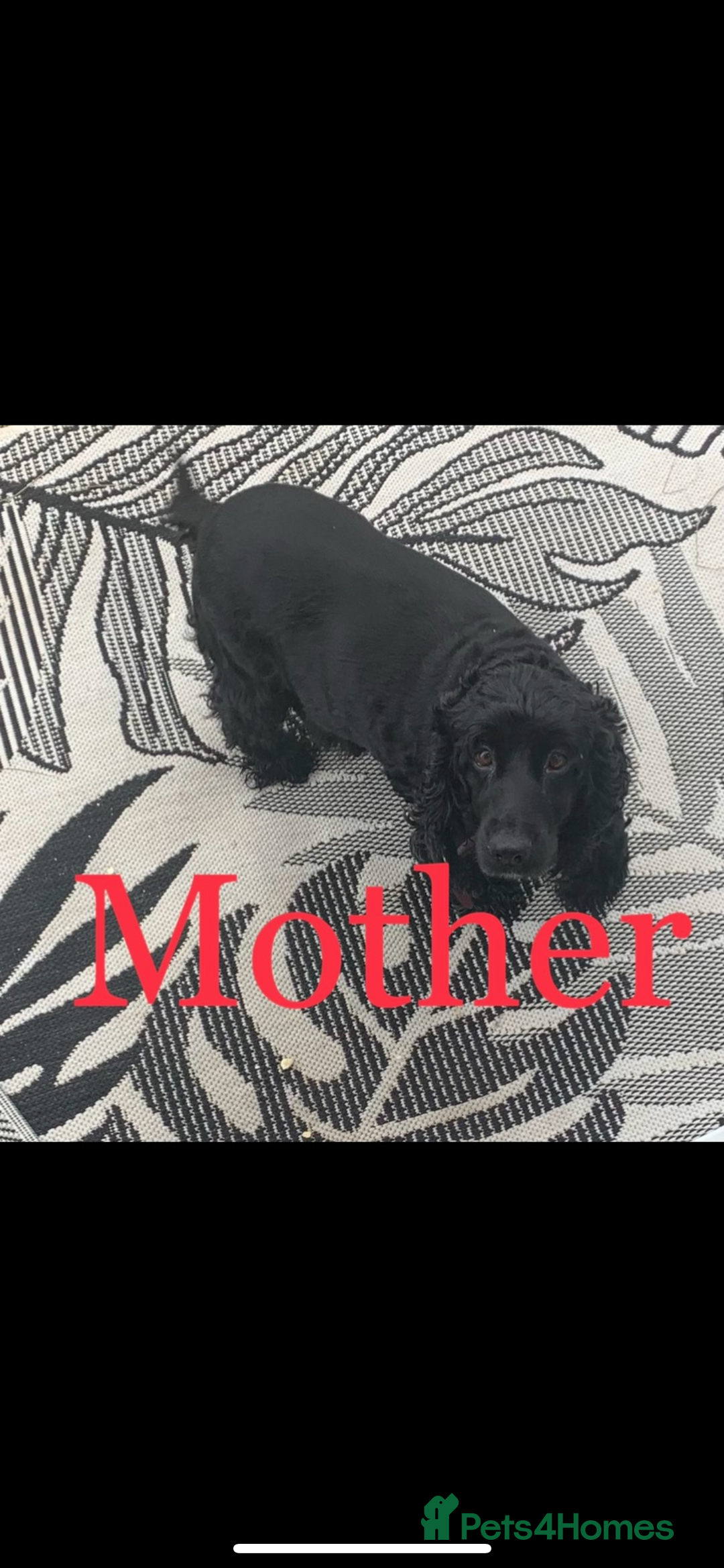 Cocker Spaniel dogs for sale: Cocker spaniel puppy’s - Image 6