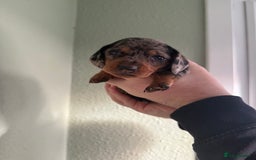 Dachshund dogs for sale: Beautiful standard dachshund puppies ❤️ - Image 24