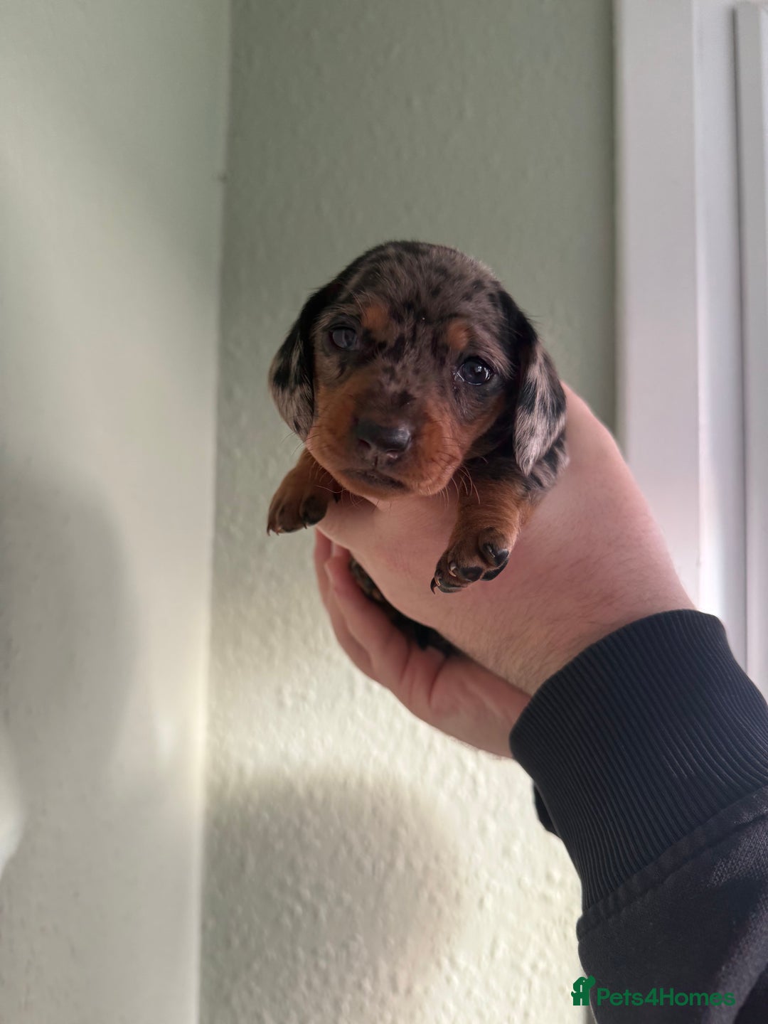 Dachshund dogs for sale: Beautiful standard dachshund puppies ❤️ - Image 24