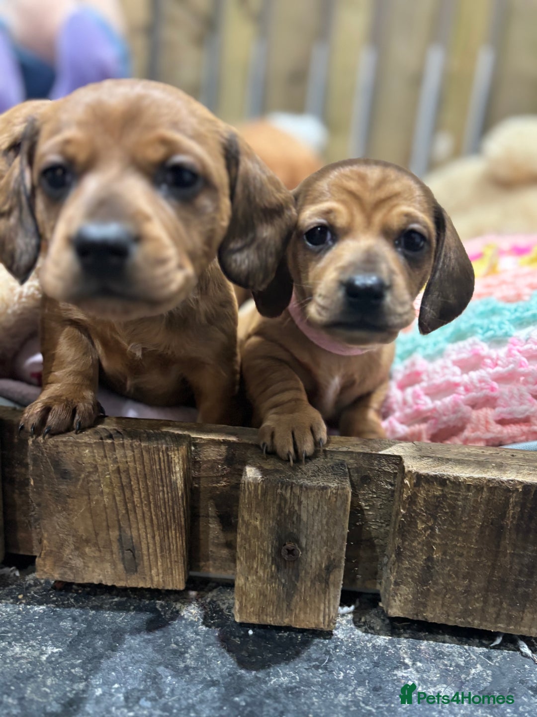 Miniature Dachshund dogs for sale: Miniature dachshund puppies  - Advert 2