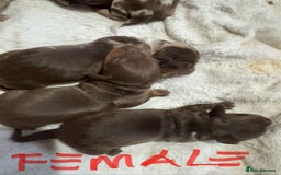 Miniature Dachshund dogs for sale: 6 Miniature Dachshund babies - Image 15