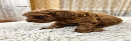 Toy Poodle dogs for sale: Asian toy poodle red brown  - Advert 3