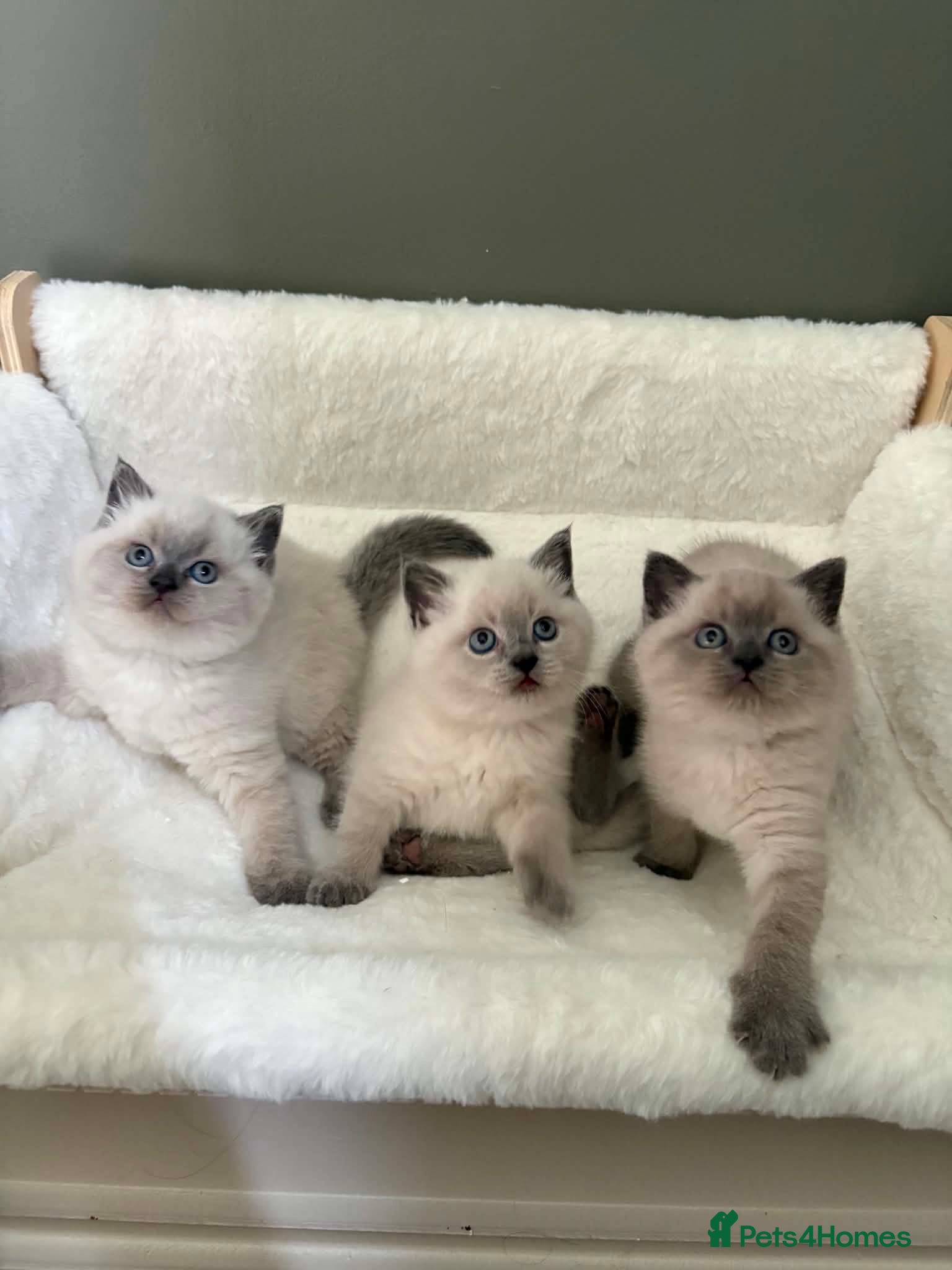 British Shorthair cats Beautiful British shorthair Scottish fold kittens  - Advert 1