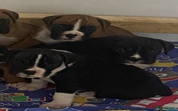 Boxer dogs for sale: Kc Boxer puppy’s bobtail and long licensed breeder - Image 36
