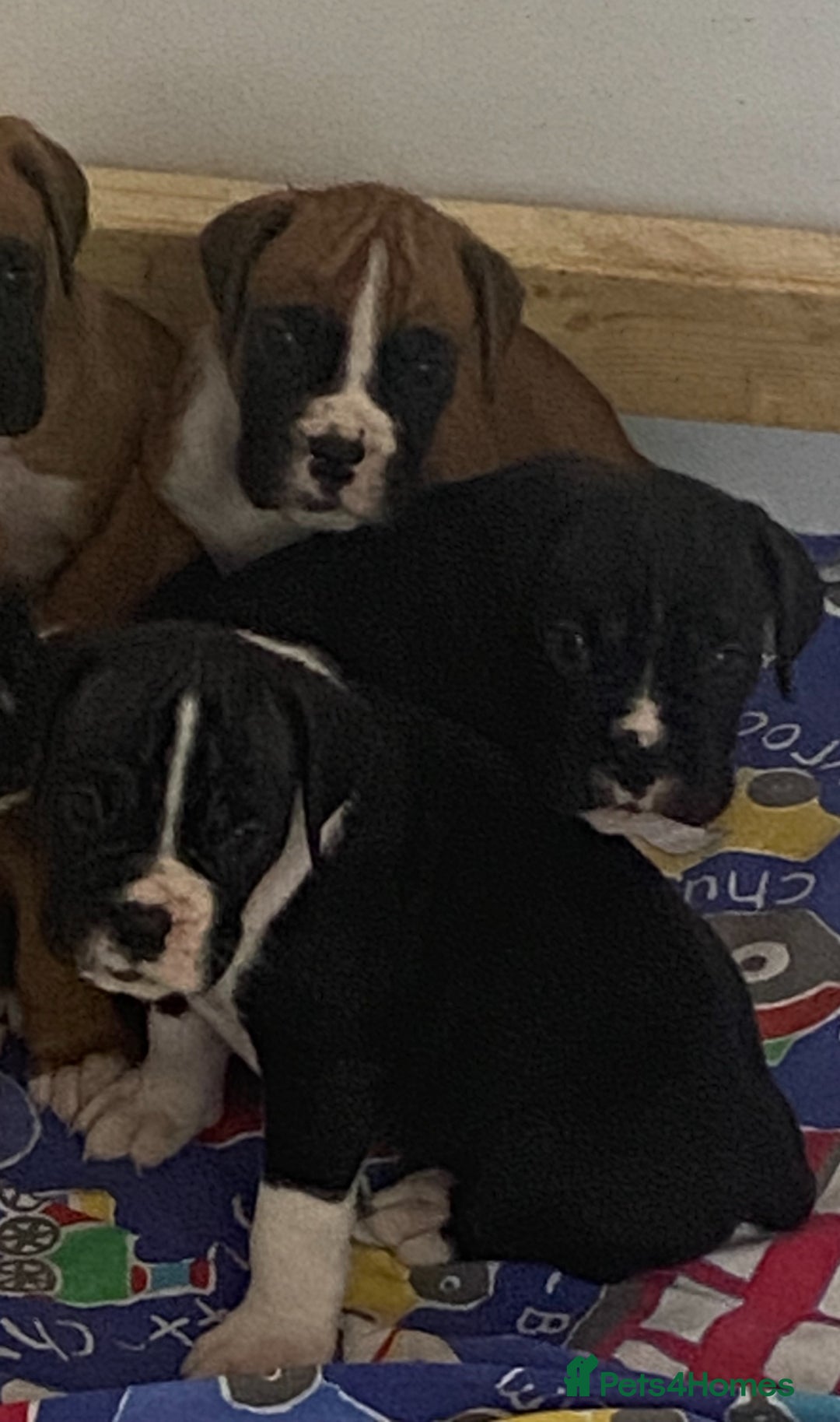 Boxer dogs for sale: Kc Boxer puppy’s bobtail and long licensed breeder - Image 36