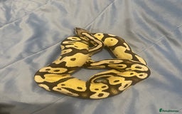 Python Snake reptiles for sale: Royal ball python - Image 4