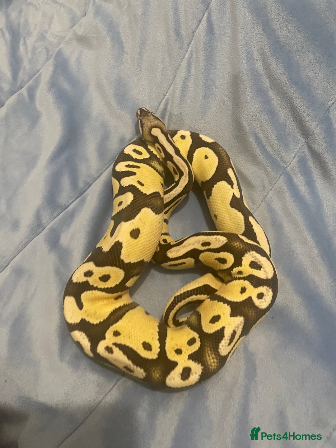 Python Snake reptiles for sale: Royal ball python - Image 4
