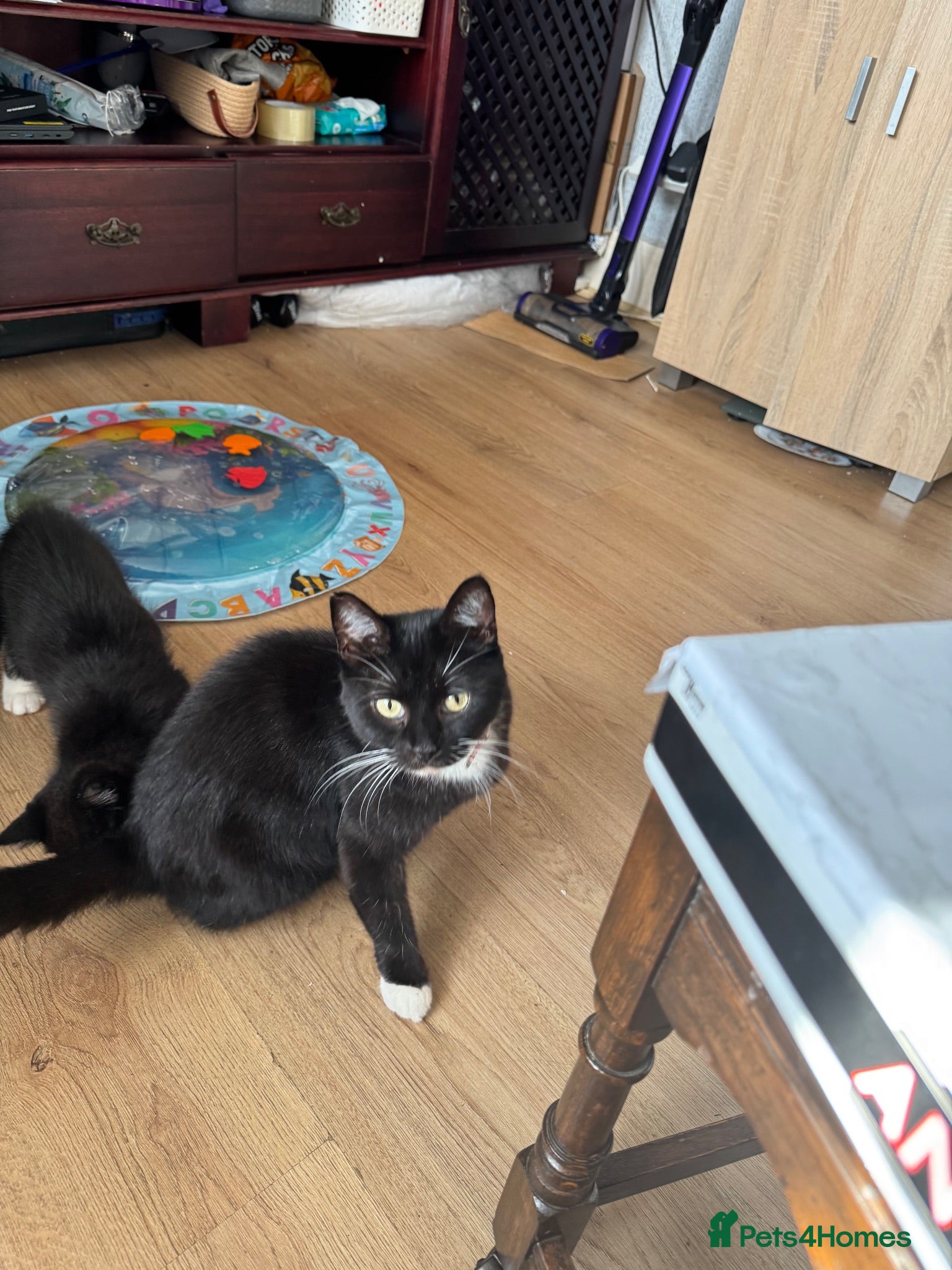 Mixed Breed cats Adorable kitten looking loving home  - Advert 1