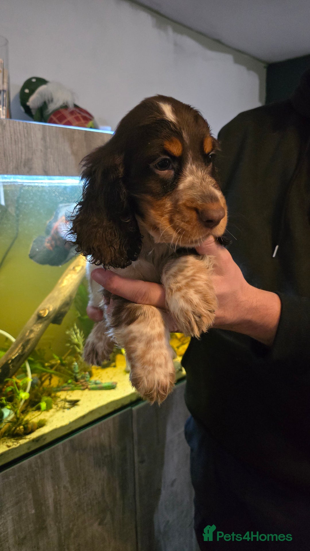 Cocker Spaniel dogs for sale: Chocolate Roan & Tan Cocker Spaniel Puppies - Advert 23