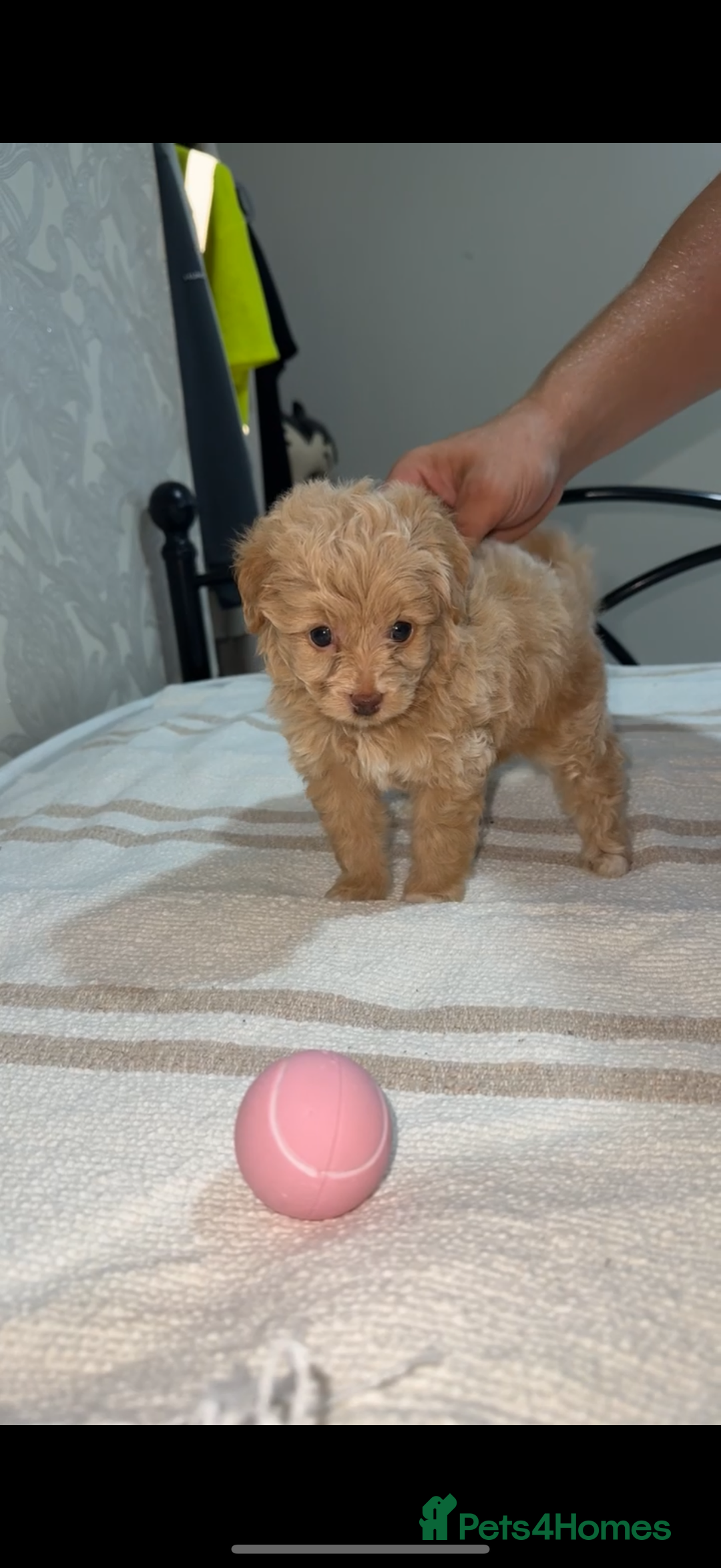 Pomapoo dogs for sale: 4 Beautiful Puppies - 3 Boys🩵 - 1 Girl🩷  - Image 5