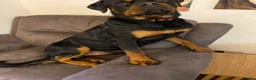 Rottweiler dogs for sale: 1 year old male rotweiller - Advert 6