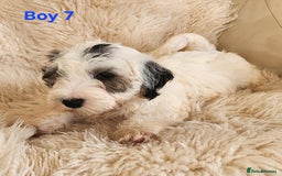 Sealyham Terrier dogs for sale: Sealyham terrier puppy’s  - Image 14