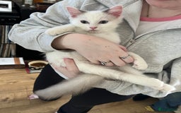 Ragdoll cats for sale: Beautiful Ragdoll kittens  - Image 4