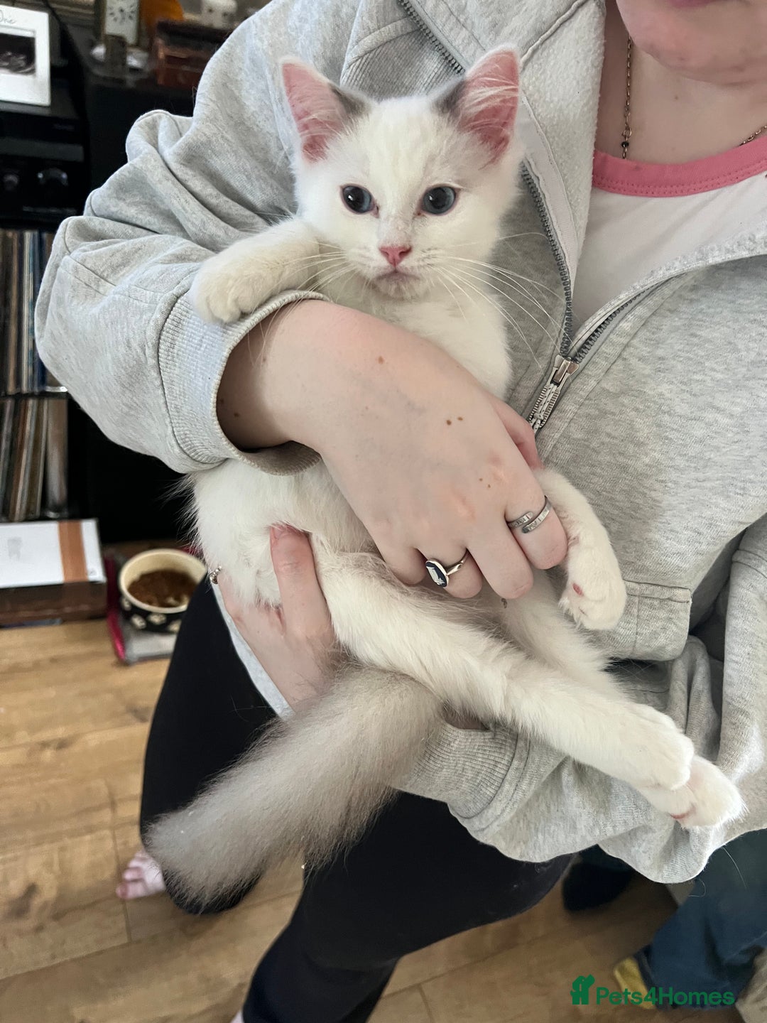 Ragdoll cats for sale: Beautiful Ragdoll kittens  - Image 4