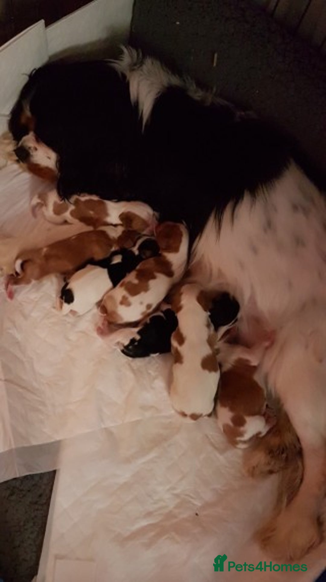 Cavalier King Charles Spaniel dogs for stud: Extensively Health Tested Cavalier King Charles Sp in Mansfield - Image 12