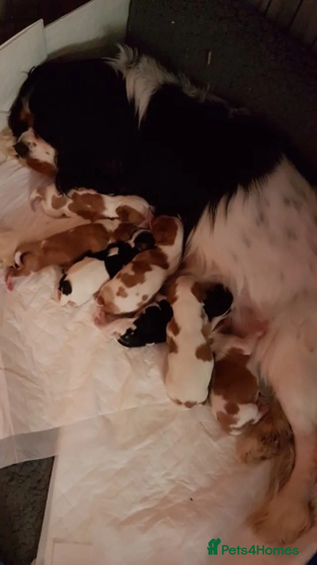 Cavalier King Charles Spaniel dogs for stud: Extensively Health Tested Cavalier King Charles Sp in Mansfield - Advert 12