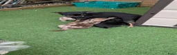 Chihuahua dogs for sale: Chihuahua Puppies  - Advert 15