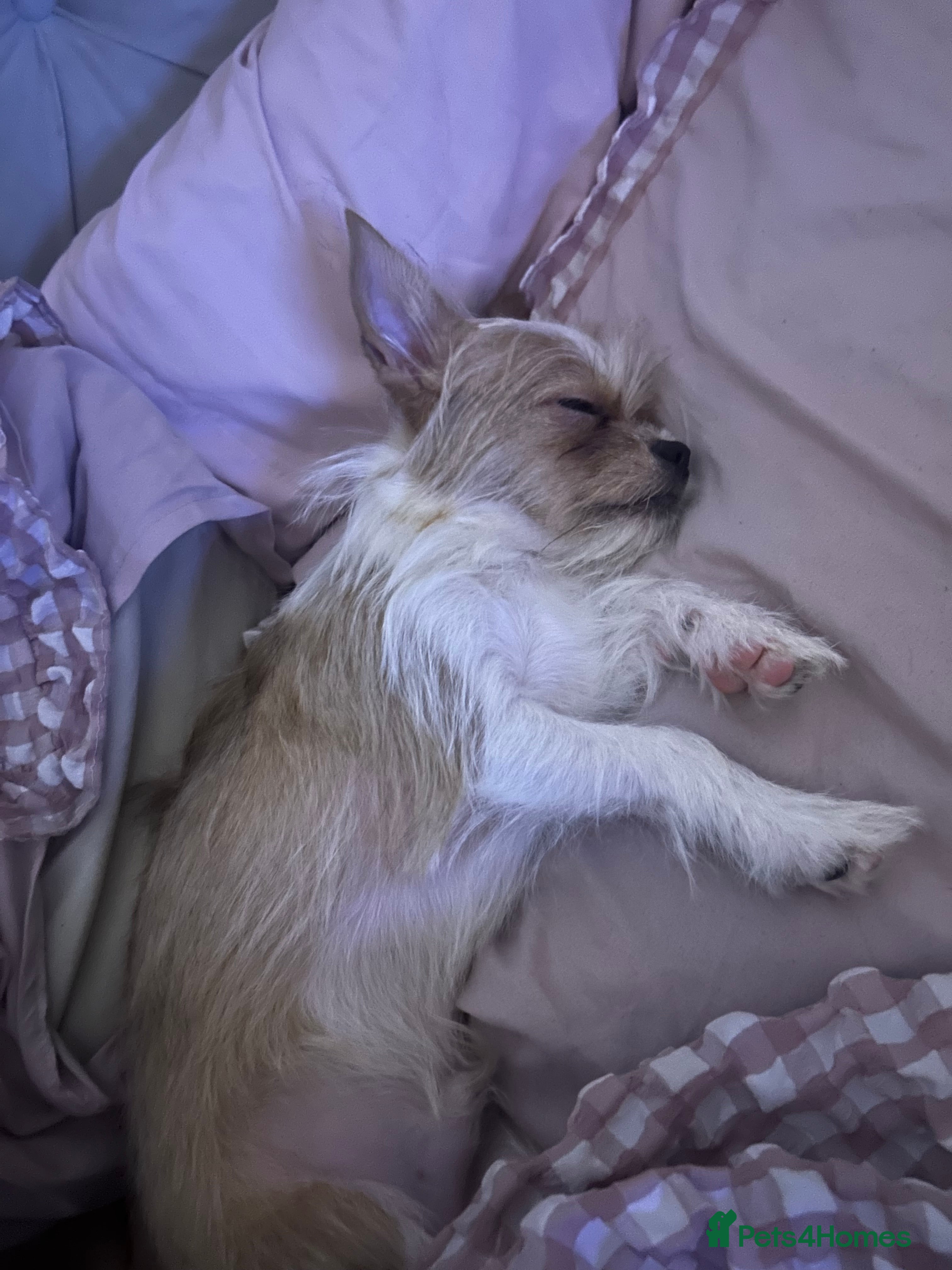 Mixed Breed dogs Chihuahua cross puppy - Advert 1