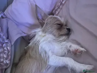 Mixed Breed dogs Chihuahua cross puppy - Advert 1