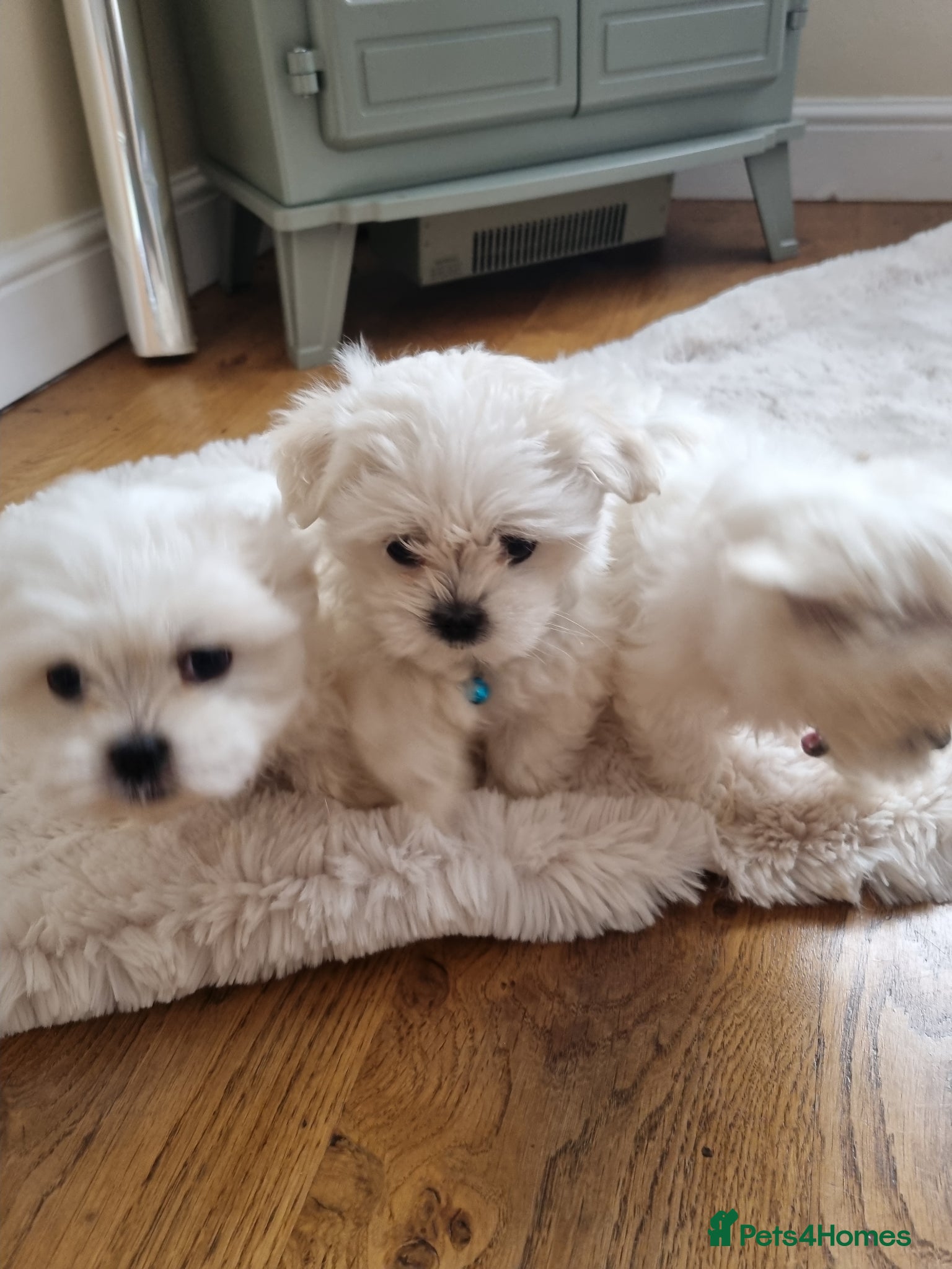 Maltese dogs 3x Adorable Maltese Puppies - Advert 1