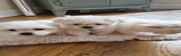 Maltese dogs for sale: 3x Adorable Maltese Puppies in Hereford - Advert 1