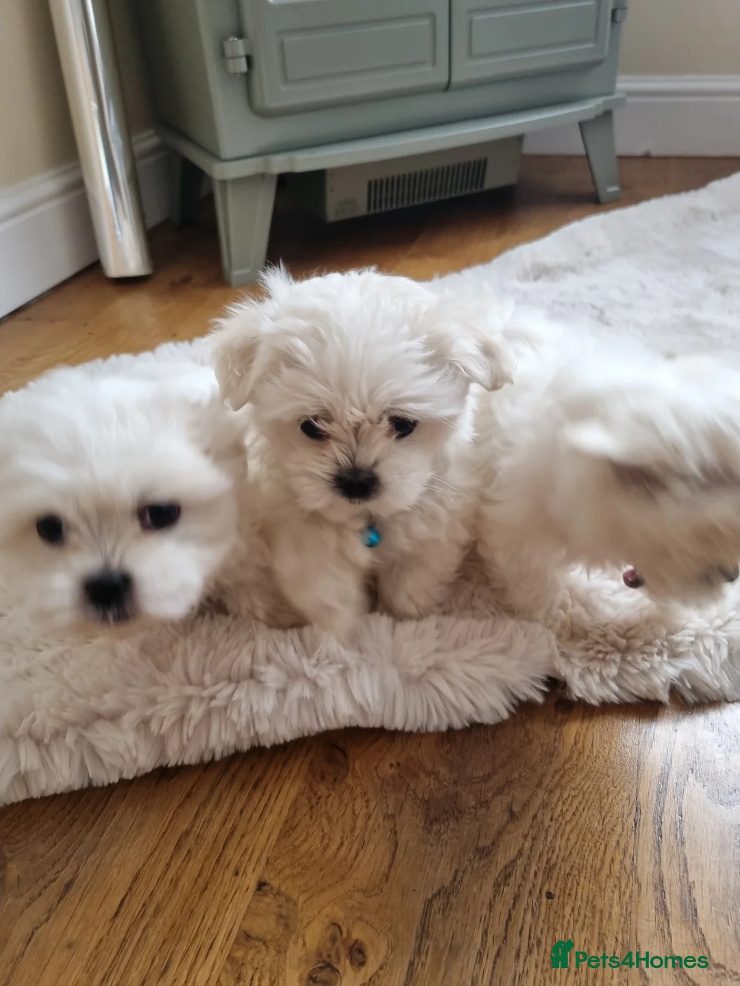 Maltese dogs for sale: 3x Adorable Maltese Puppies in Hereford - Advert 1