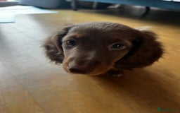 Miniature Dachshund dogs for sale:  KcReg Long Haired Miniature Dachshund Dapper  - Image 9