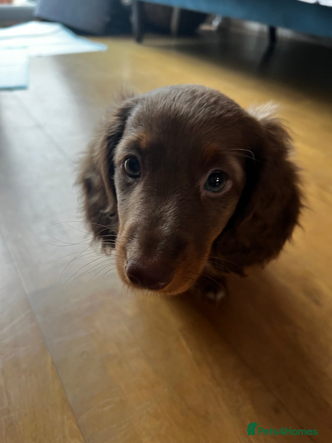 Miniature Dachshund dogs for sale:  KcReg Long Haired Miniature Dachshund Dapper  - Image 9