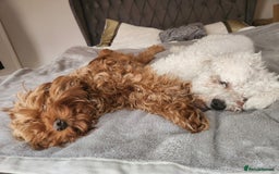 Mixed Breed dogs for sale: Time to say goodbye  - Image 2