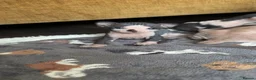 Sphynx cats for sale: 5 Beautiful Sphynx Babies  - Advert 13