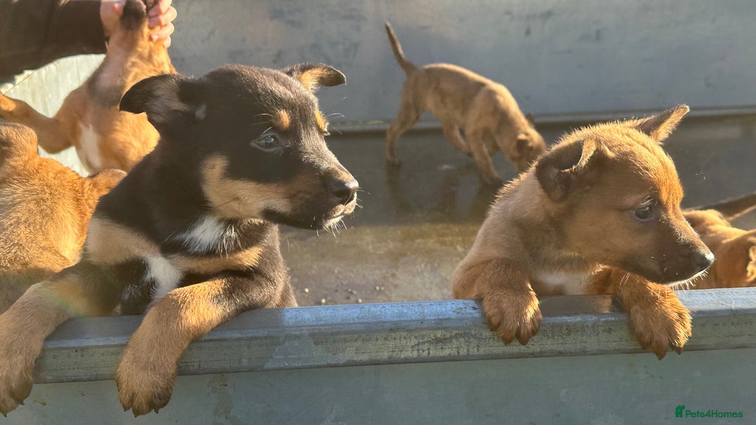 Mixed Breed dogs for sale: Kelpie x Collie puppies - Advert 5