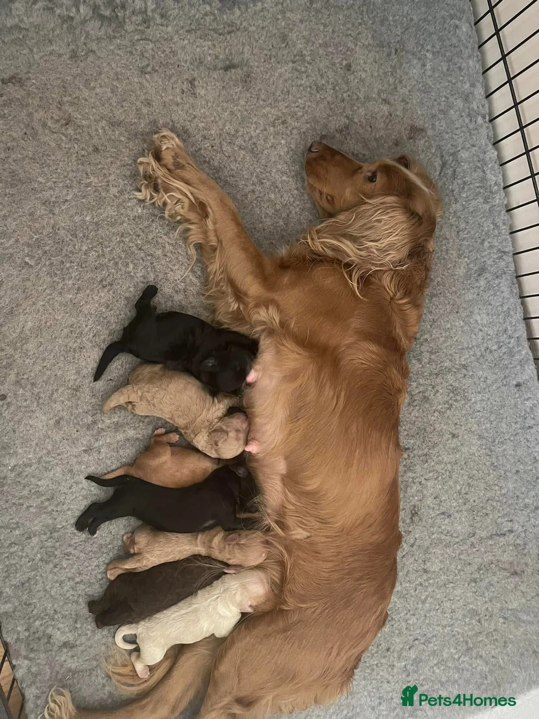 Miniature Poodle dogs for stud: 🏆PROVEN🏆 sable miniature poodle health tested in Havant - Advert 27