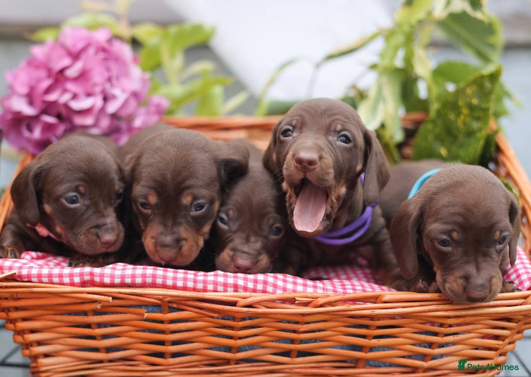 Dachshund dogs for sale: KC Miniature dachshunds puppies  - Image 5