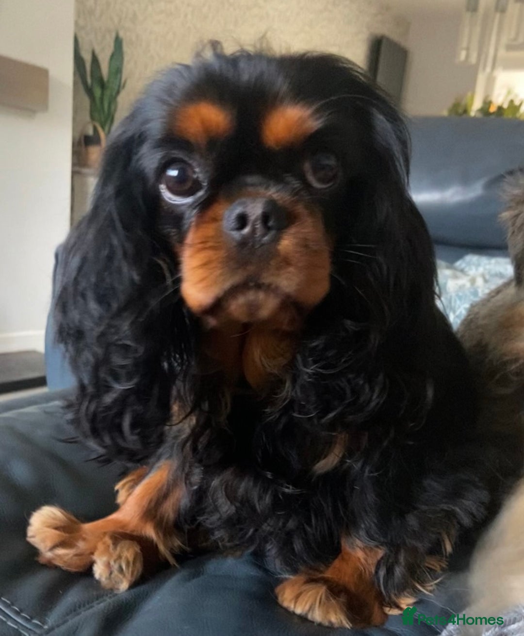 Cavalier King Charles Spaniel dogs for sale: KC, Health Tested Cavalier King Charles Spaniels  - Image 13