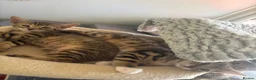 Bengal cats for sale: 🐾Stunning Bengal Kittens ready for Loving Homes🐾 - Advert 24