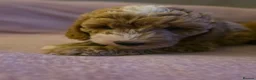 Cockapoo dogs for sale: Miniature cockapoo  in Bathgate - Advert 10