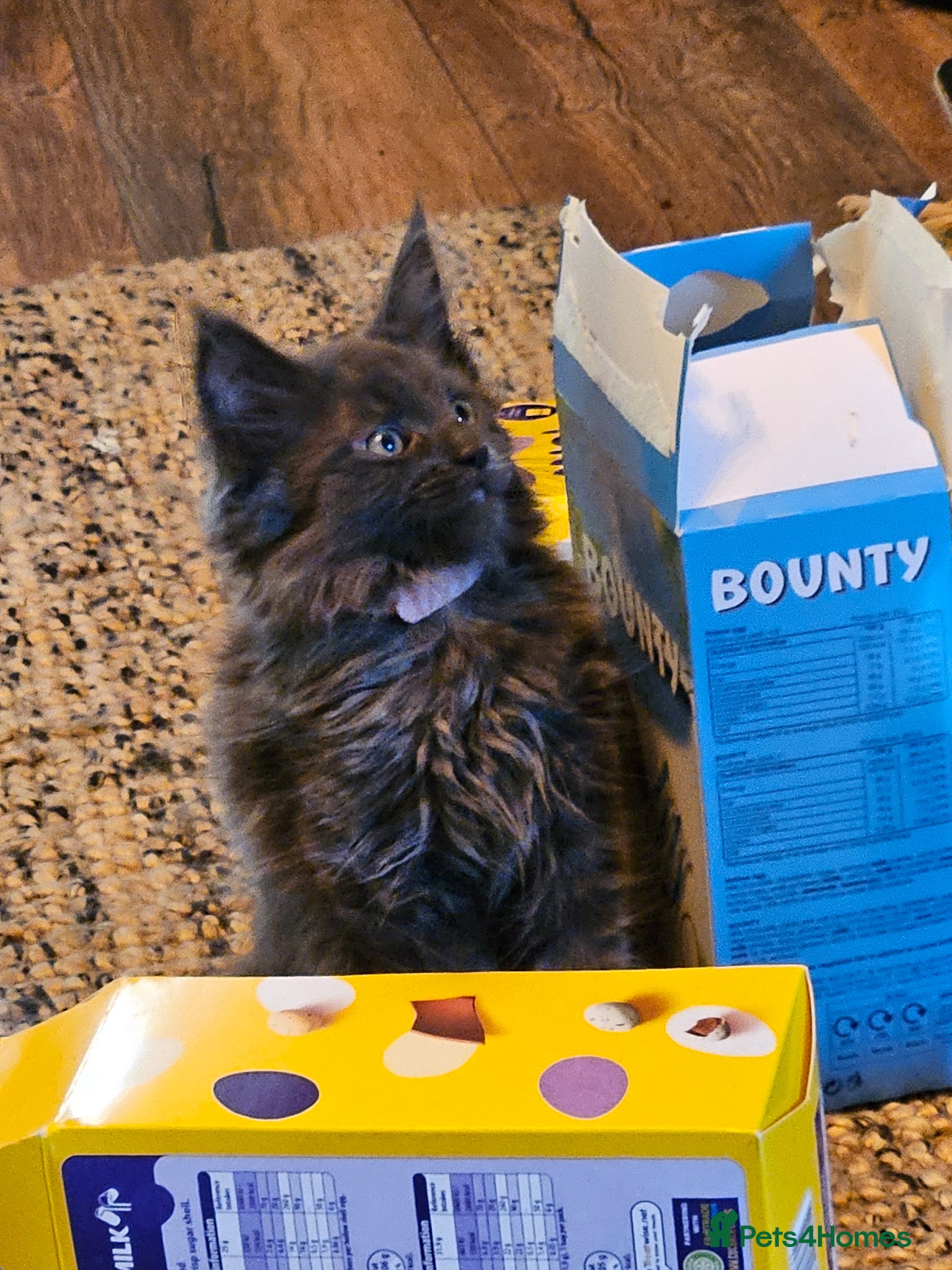 Maine Coon cats **GCCF REG PEDIGREE MAINE COON LAST ONE!! FEMALE! - Advert 2