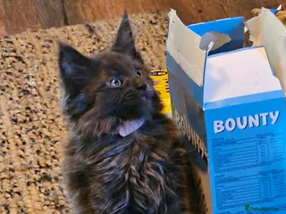 Maine Coon cats **GCCF REG PEDIGREE MAINE COON LAST ONE!! FEMALE! - Advert 11