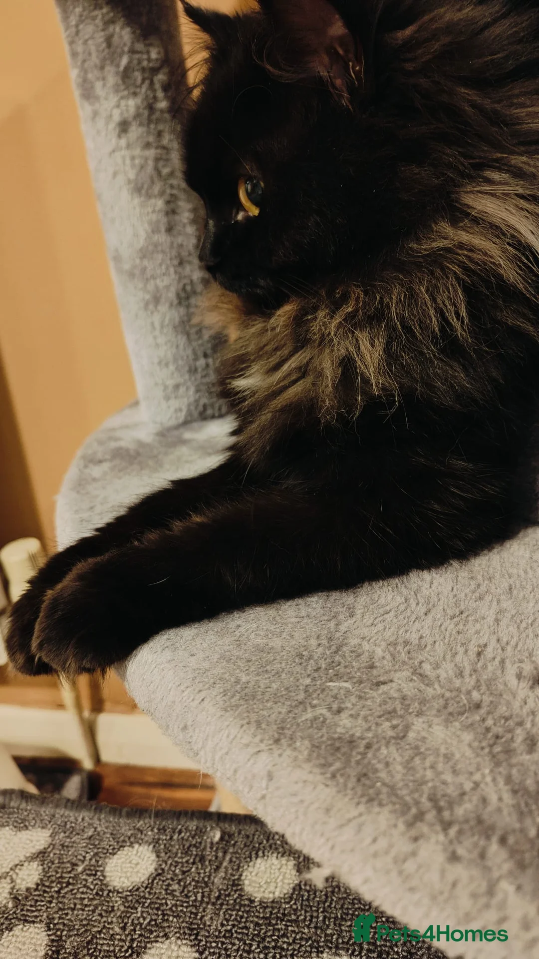 Mixed Breed cats for sale: Rsgdoll/chincillia in Sleaford - Advert 1