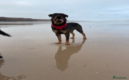 Rottweiler dogs for stud: Rottweiler X German shepherd STUD  - Image 1