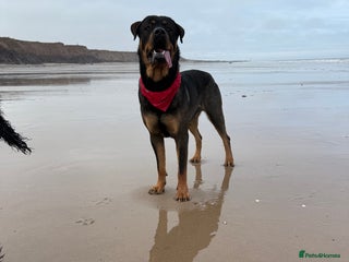 Rottweiler dogs - Advert 1