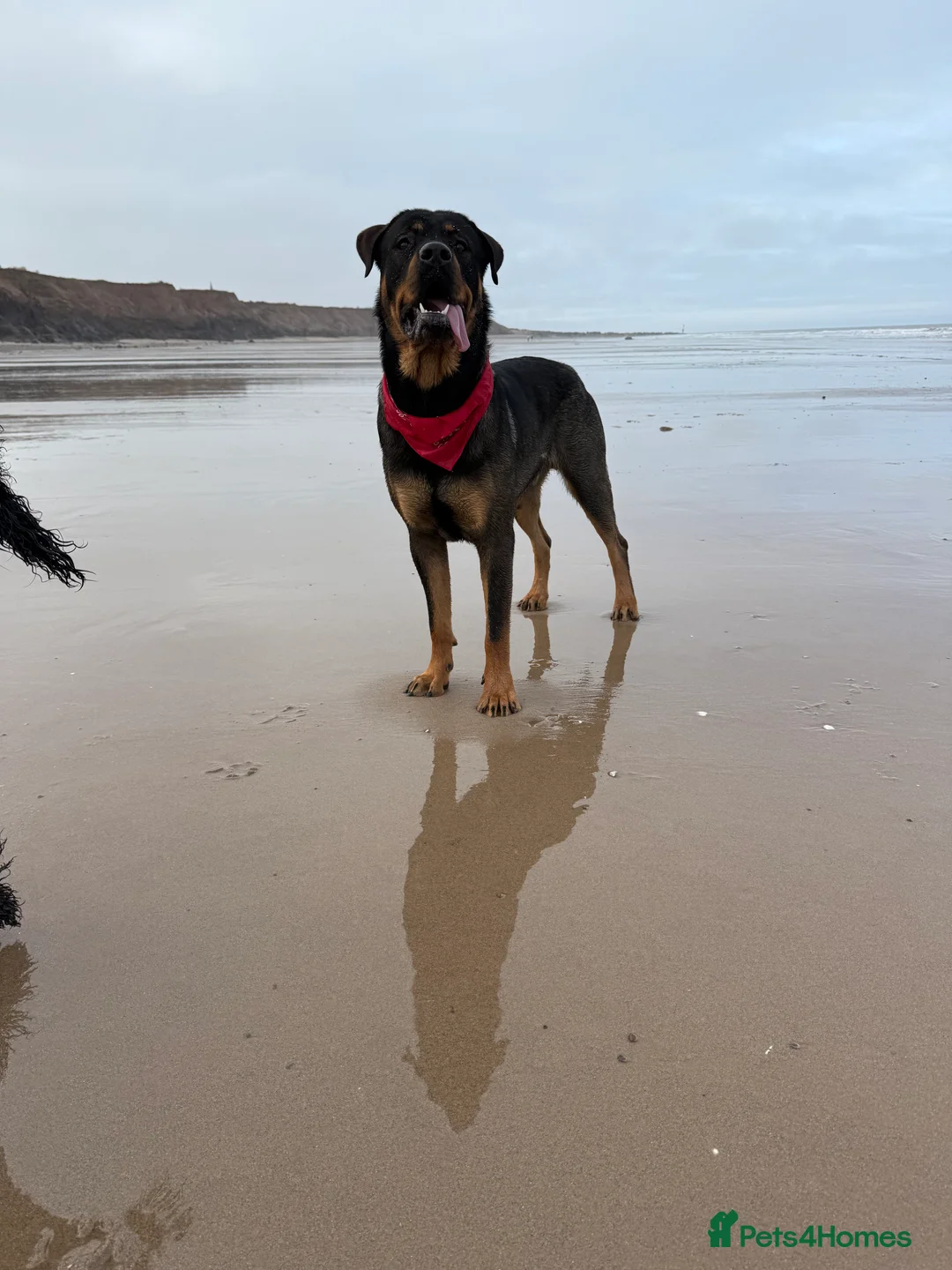 Rottweiler dogs for stud: Rottweiler X German shepherd STUD  - Advert 1