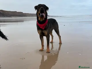 Rottweiler dogs Rottweiler X German shepherd STUD - Advert 1