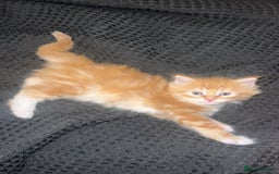 Maine Coon cats for sale: Maine Coon Kittens  - Image 18