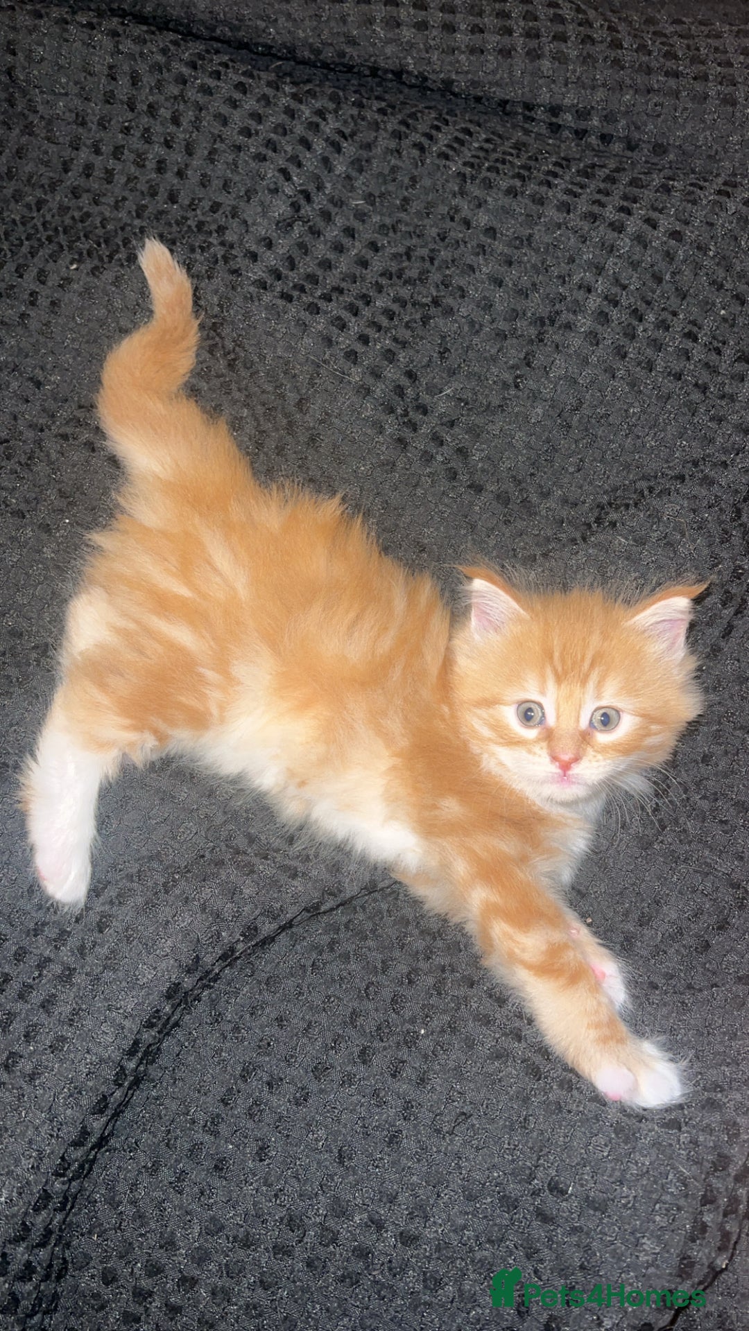 Maine Coon cats for sale: Maine Coon Kittens  - Image 18