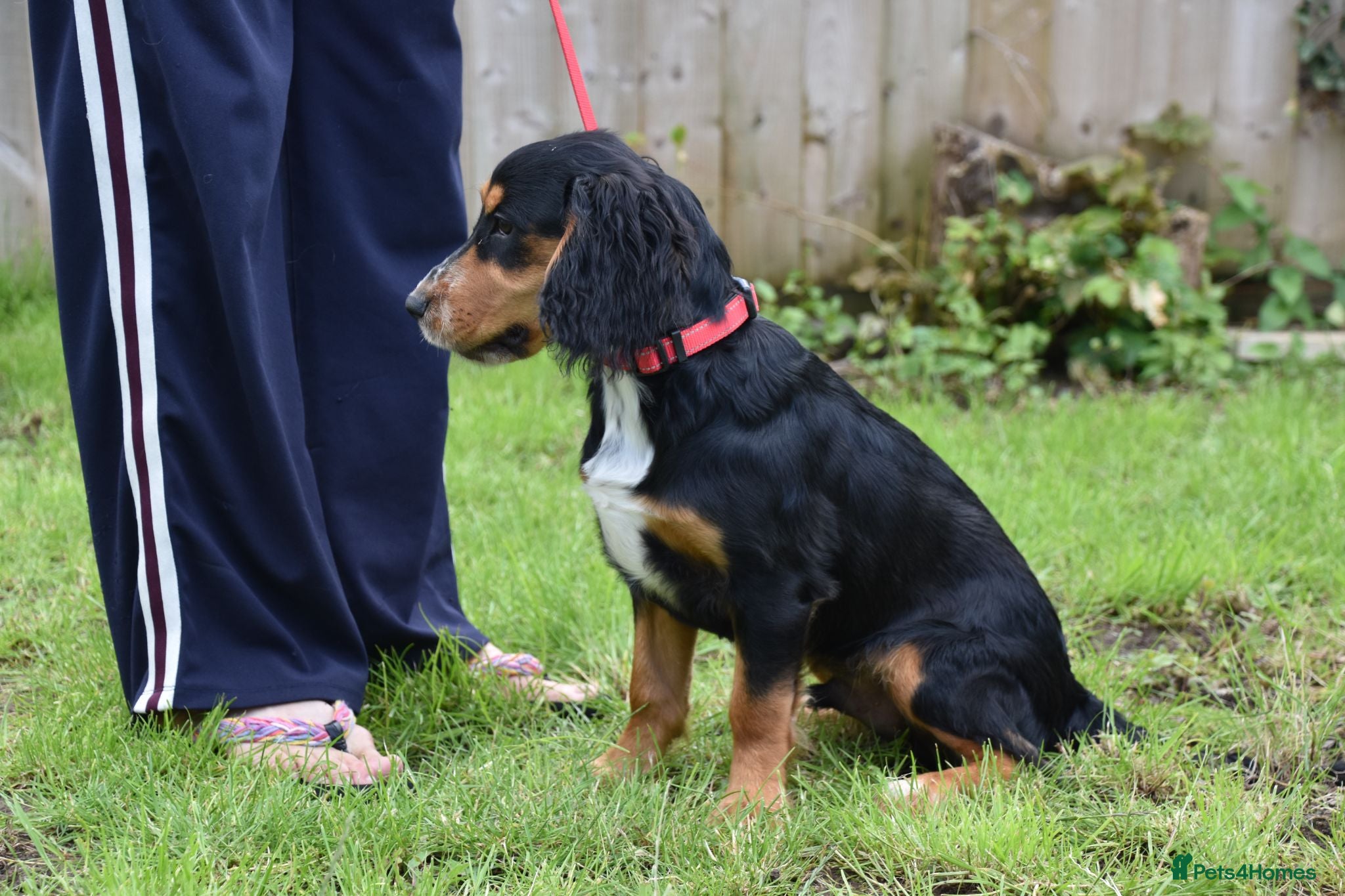 Cocker Spaniel dogs 5 Months Old Male Working Cocker KC Reg - Advert 2